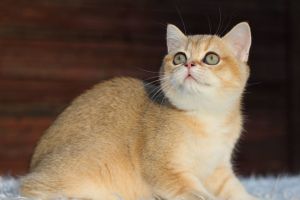 Photo №4. Je vais vendre chat chinchilla en ville de Minsk. éleveur - prix - 280€
