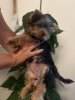 Photo №3. Chiots Mini Yorkshire Terrier. Serbie