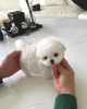 Photo №1. bichon à poil frisé - à vendre en ville de Paris | négocié | Annonce №85512