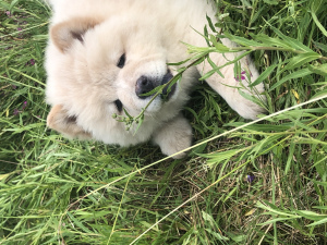 Photos supplémentaires: Chiots Chow Chow