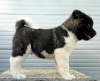 Photo №3. Akita américain, TOP chiots. Serbie