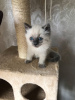 Photo №1. ragdoll - à vendre en ville de Бернау | 350€ | Annonce № 114602