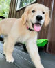 Photo №1. golden retriever - à vendre en ville de Quedlinburg | 400€ | Annonce №120382