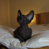 Photo №1. sphynx - à vendre en ville de Москва | 1136€ | Annonce № 109503