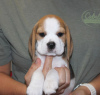 Photo №3. chiots beagle. Allemagne