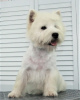 Photo №1. west highland white terrier - à vendre en ville de Москва | 616€ | Annonce №68882