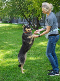 Photo №4. Je vais vendre chien bâtard en ville de Москва. de l'abri - prix - Gratuit