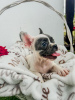 Photo №4. Je vais vendre bouledogue en ville de Sremska Mitrovica. éleveur - prix - négocié