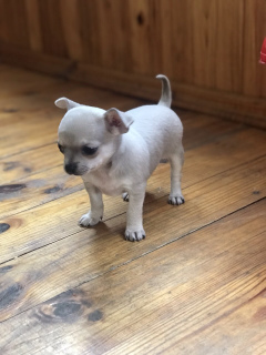Photos supplémentaires: Chihuahua garçon couleur bleu