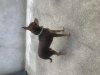 Photo №3. Chiot toy terrier de race pure 1,5 ans Bonya. France