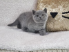 Photo №1. british shorthair - à vendre en ville de Антверпен | Gratuit | Annonce № 115063