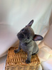 Photo №3. Adorables chiots bouledogue français en adoption gratuite. Allemagne