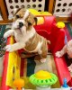 Photo №2 de l'annonce № 23741 de la vente bulldog anglais - acheter à Fédération de Russie annonce privée