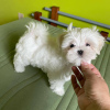 Photo №1. bichon maltais - à vendre en ville de Paris | négocié | Annonce №120643