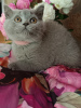 Photo №1. british shorthair - à vendre en ville de Narol | 2000€ | Annonce № 106073