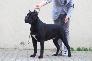 Photos supplémentaires: Chien Cane Corso pour le tricot