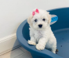 Photo №1. bichon maltais - à vendre en ville de Stockholm | négocié | Annonce №113170