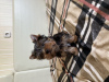 Photo №4. Je vais vendre yorkshire terrier en ville de Brest. annonce privée - prix - 250€