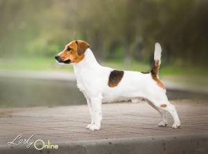 Photos supplémentaires: Jack Russell Terrier Girl Smooth