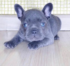 Photo №1. bouledogue - à vendre en ville de Trondheim | négocié | Annonce №78482