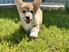 Photos supplémentaires: Chiots Welsh Corgi Pembroke