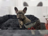 Photo №1. bouledogue - à vendre en ville de Baierbrunn | 300€ | Annonce №125159