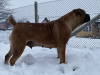 Photos supplémentaires: Chiots Boerboel Mastiff sud-africains