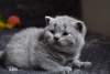 Photo №1. british shorthair - à vendre en ville de Калифорния Сити | 676€ | Annonce № 15461