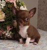 Photos supplémentaires: Chihuahua Chocolate Mini Boy