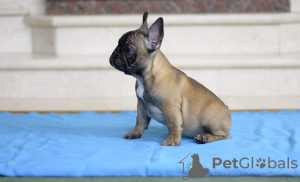 Photo №1. bouledogue - à vendre en ville de Kiev | 308€ | Annonce №7476