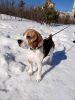 Photo №1. Service d'accouplement - race: beagle. Prix - négocié