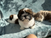 Photo №2 de l'annonce № 66414 de la vente shih tzu - acheter à USA annonce privée