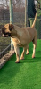 Photo №4. Je vais vendre bullmastiff en ville de Timișoara. éleveur - prix - 1500€