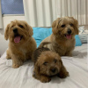 Photo №1. norfolk terrier - à vendre en ville de Peoria | 473€ | Annonce №86760