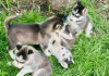 Photo №2 de l'annonce № 62775 de la vente husky de sibérie - acheter à France annonce privée