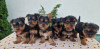 Photo №3. Chiots Yorkie Terrier. Serbie