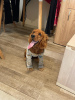 Photo №1. cocker spaniel anglais - à vendre en ville de Tbilissi | négocié | Annonce №91382