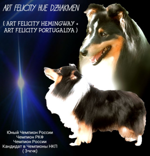 Photo №4. Je vais vendre shetland (chien) en ville de Kazan. annonce privée - prix - 355€