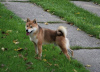 Photos supplémentaires: Chiots Shiba Inu TOP