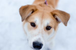 Photo №2 de l'annonce № 5023 de la vente chien bâtard - acheter à Fédération de Russie de l'abri