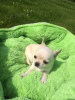 Photo №1. chihuahua - à vendre en ville de Flensburg | négocié | Annonce №127205