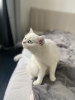 Photos supplémentaires: Je vends un chat. Chinchilla couleur argent
