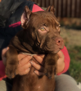 Photo №4. Je vais vendre american bully en ville de Moscou. de la fourrière - prix - 924€