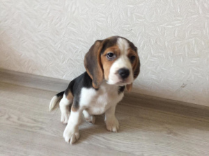 Photo №2 de l'annonce № 2260 de la vente beagle - acheter à Fédération de Russie de la fourrière, éleveur