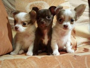 Photo №3. Achetez un chiot Chihuahua, chihuahua. Filles et garçon.. Fédération de Russie