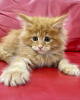 Photo №4. Je vais vendre maine coon en ville de Berlin.  - prix - négocié