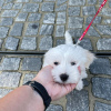 Photo №1. bichon maltais - à vendre en ville de Munich | négocié | Annonce №95239