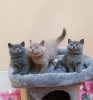 Photo №1. british shorthair - à vendre en ville de Marsa | Gratuit | Annonce № 127196