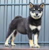 Photos supplémentaires: Chiots Shiba Inu