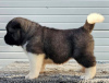 Photos supplémentaires: Akita américain, chiots